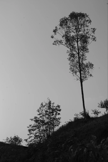 黑白相间的松树站在山顶