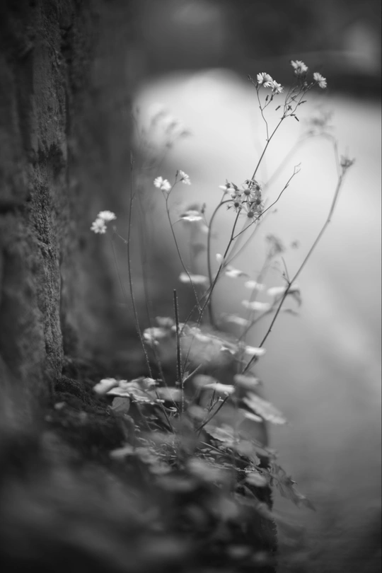 一些长在墙边的黑白花朵的拍摄照片