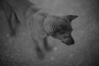 一张黑白猫和狗的照片