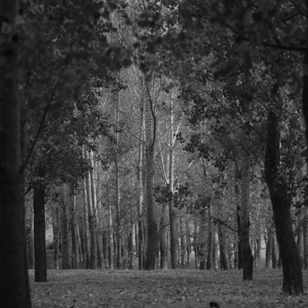 一条黑白狗在森林小径上行走