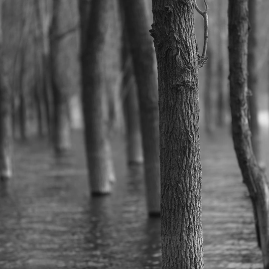 黑白森林 有树木和水