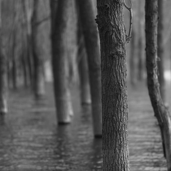 黑白森林 有树木和水