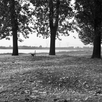 空荡荡的公园 有树、长凳、狗和猫在远处走 远处有湖。