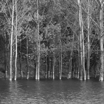 森林中的树木和水 黑白相间