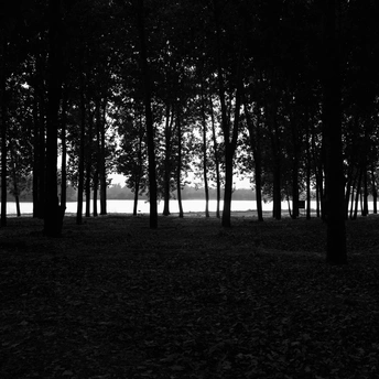 黑白森林中的树木和水