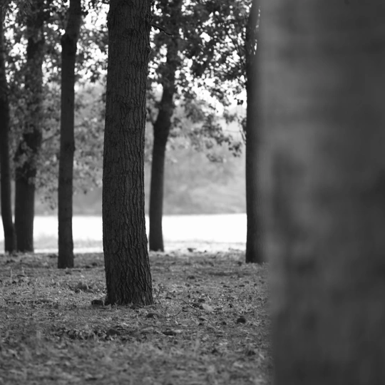 black and white of trees and a bench in a park nea