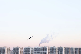 鸦与城