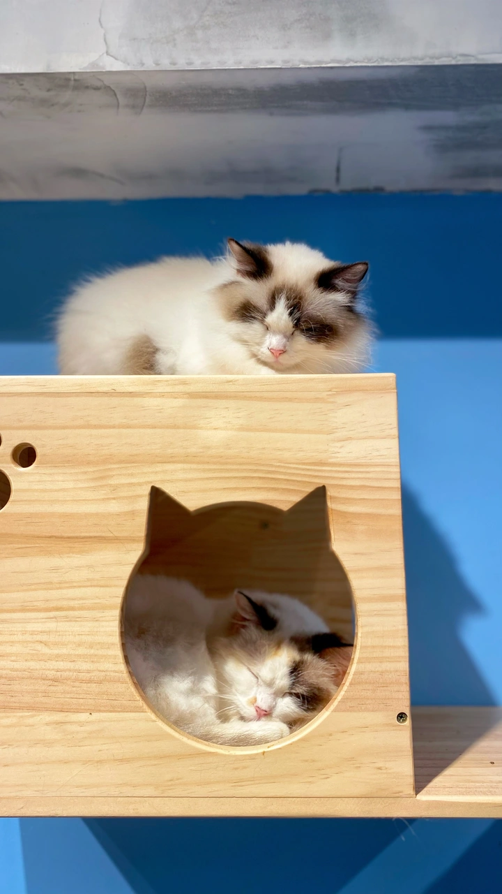 晚安猫咪
