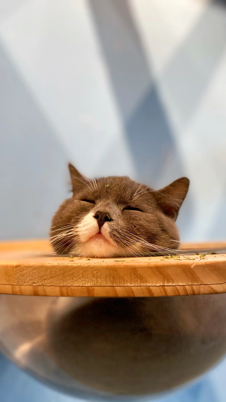 晚安猫2