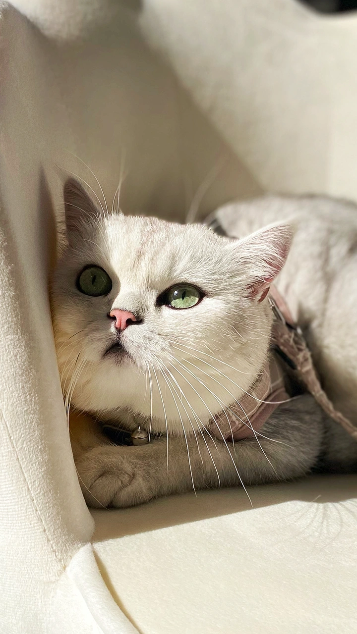 问猫