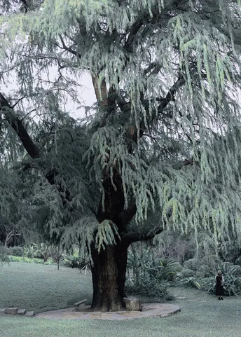 一位妇女站在公园里一棵非常大的树下