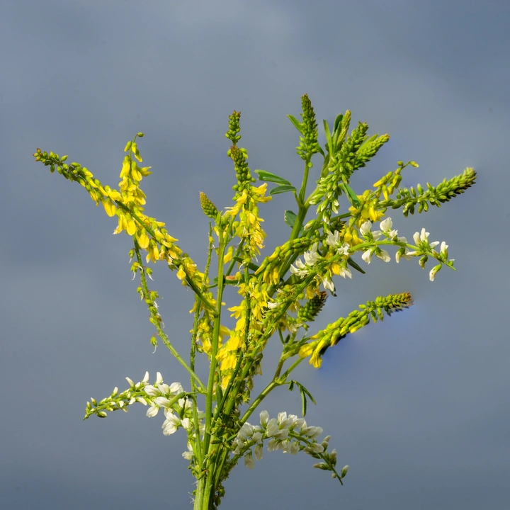小草野花（草木犀）