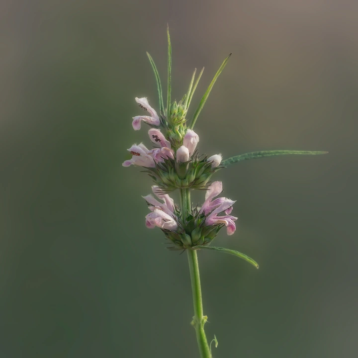 小草野花（益母草）