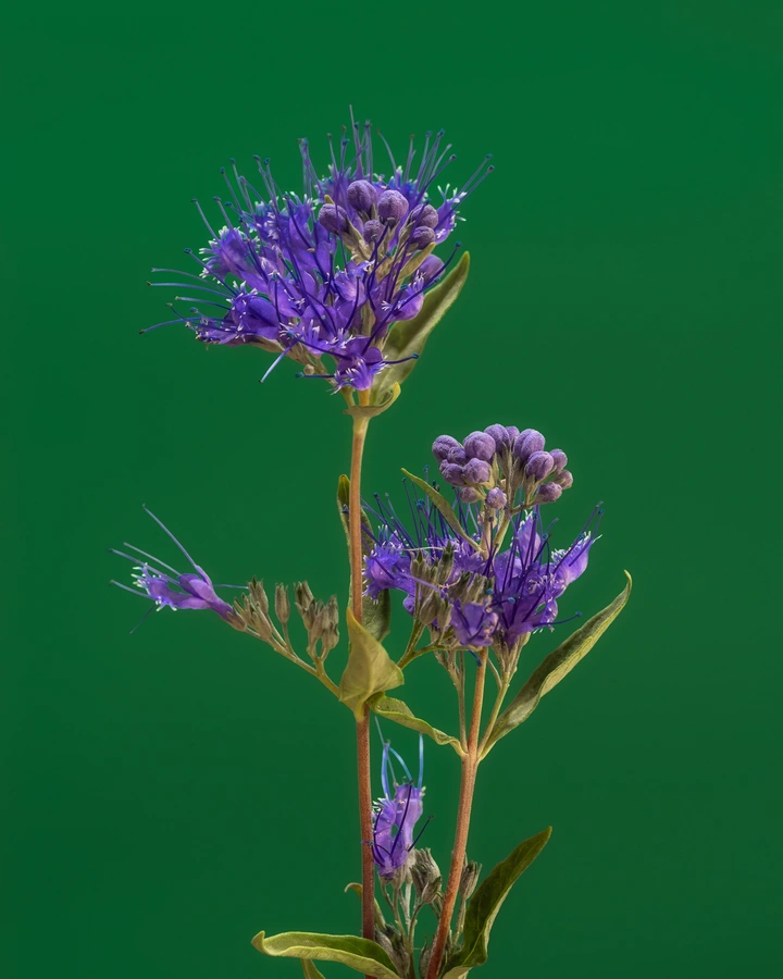 小草野花  蒙古莸
