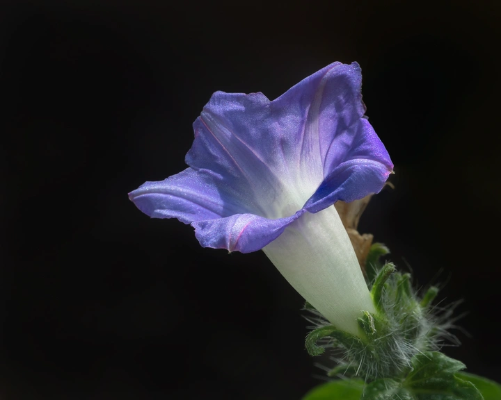 小草野花（喇叭花）