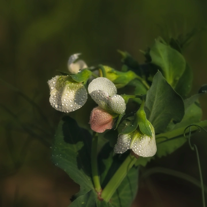 野豌豆花