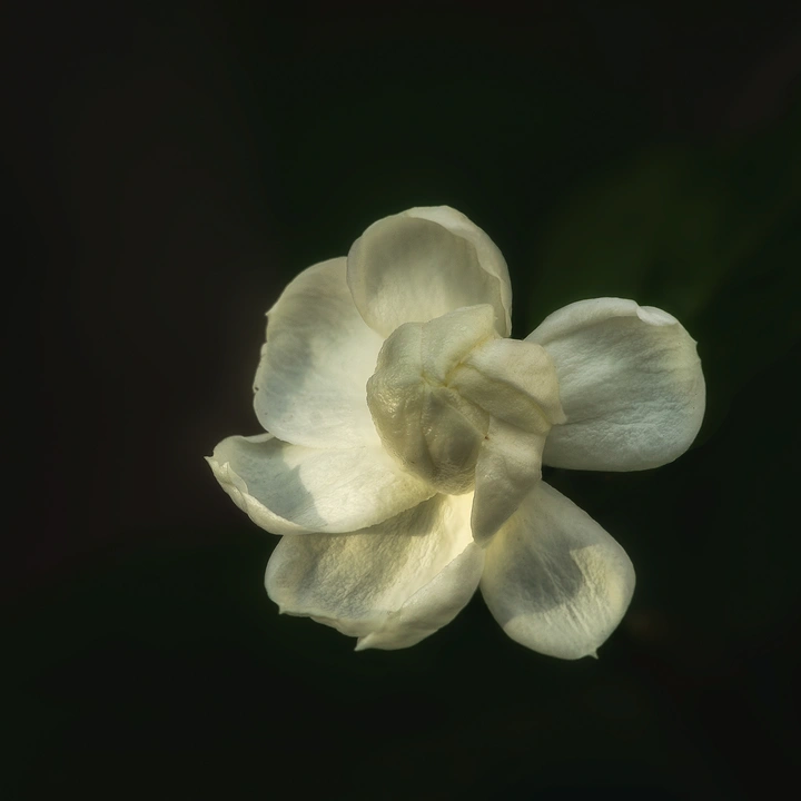 茉莉花
