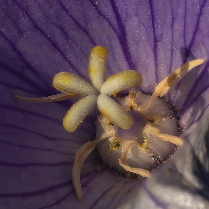 花蕊（一）