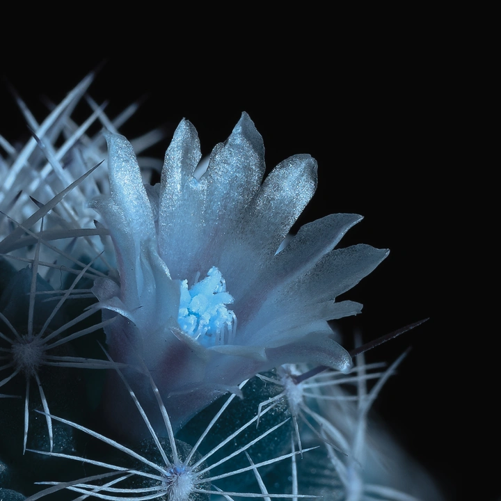 金手指（2）
