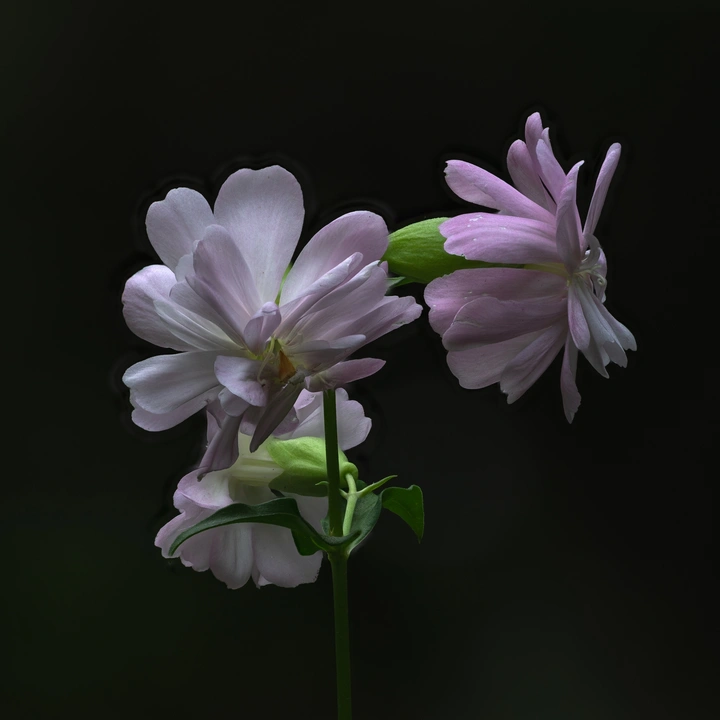 小草野花（肥皂草）