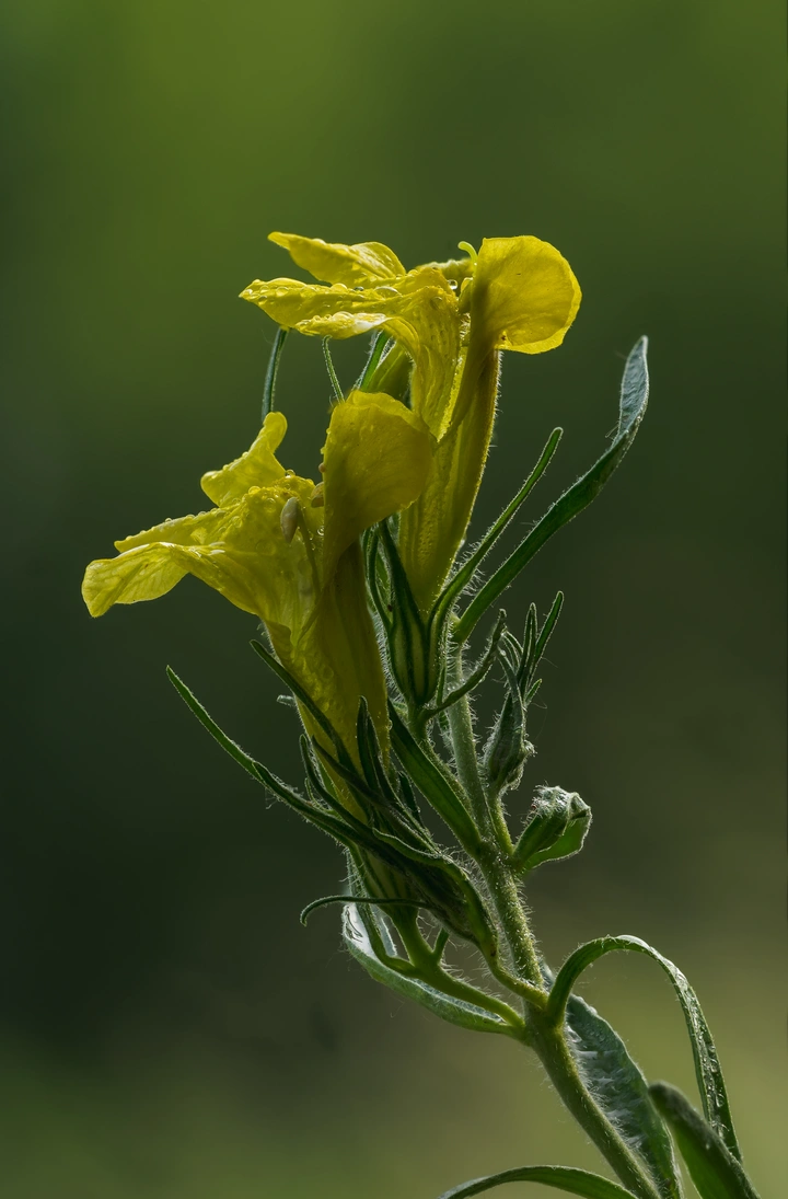 小草野花:光药大黄花