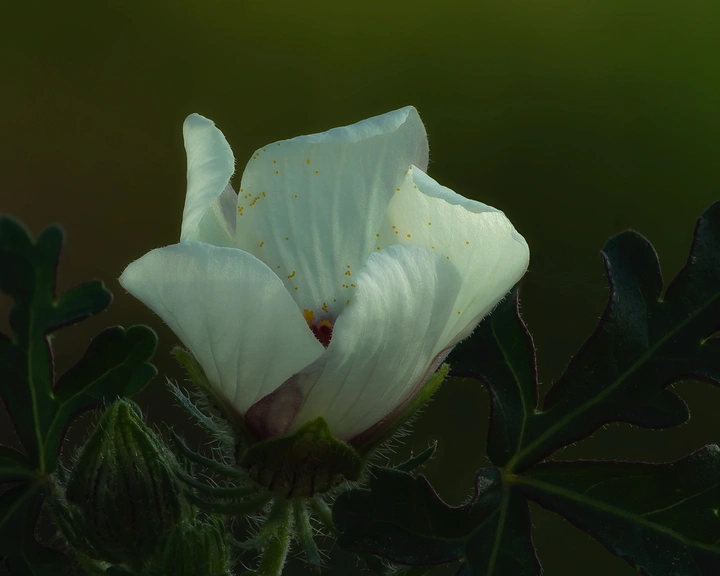小草野花:野西瓜苗