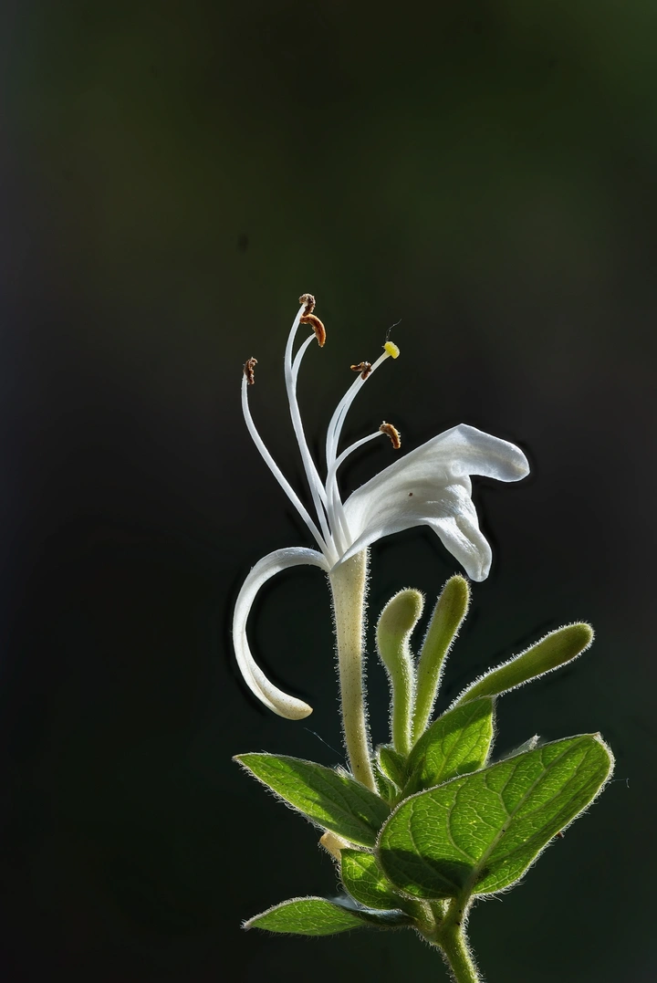 小草幽花:金银花