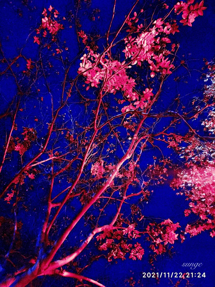 冬夜树韵