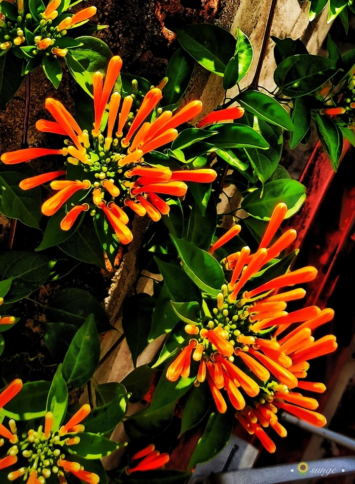 冬花