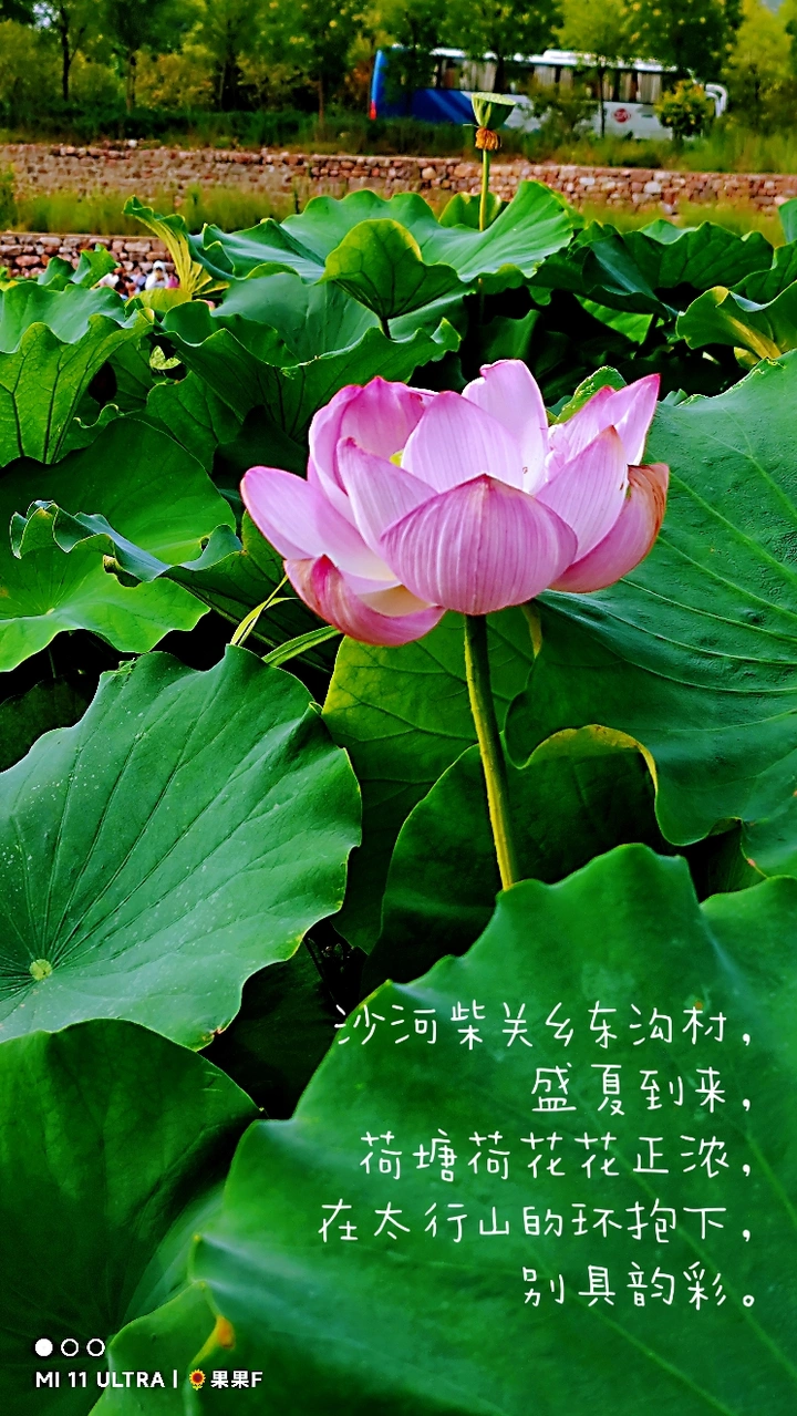 太行荷花花正浓