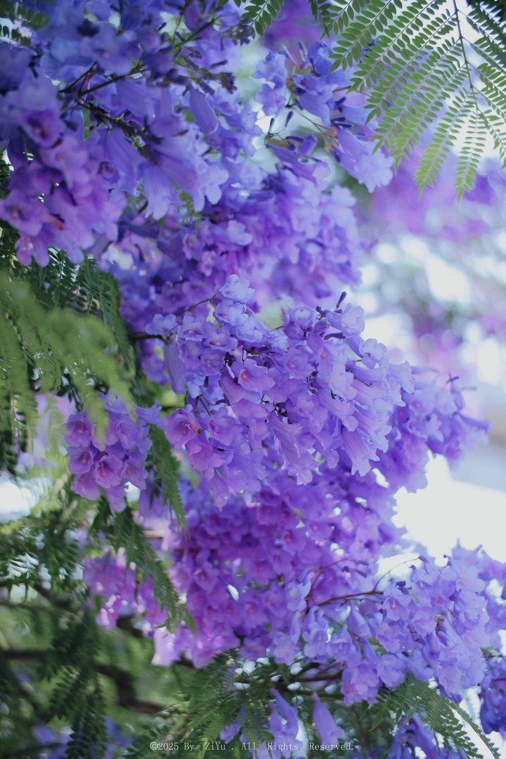蓝花楹