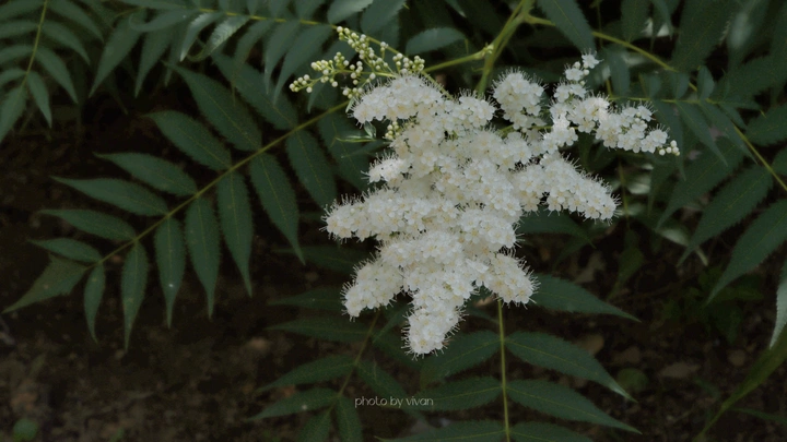 一些花花草草