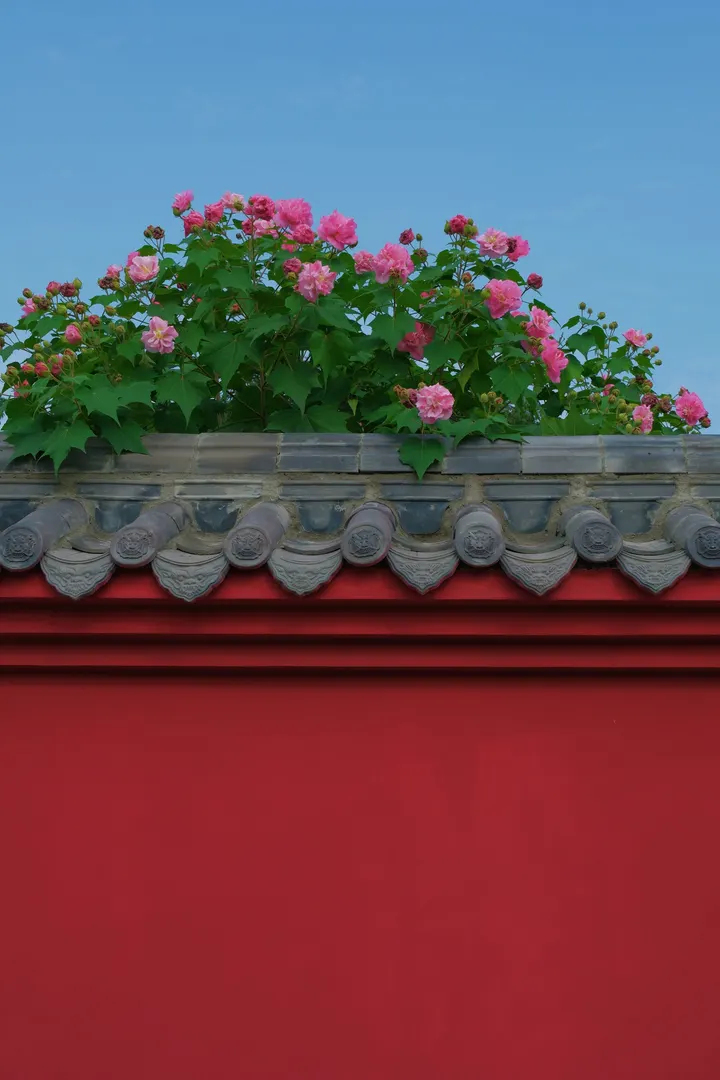 芙蓉花开锦官城