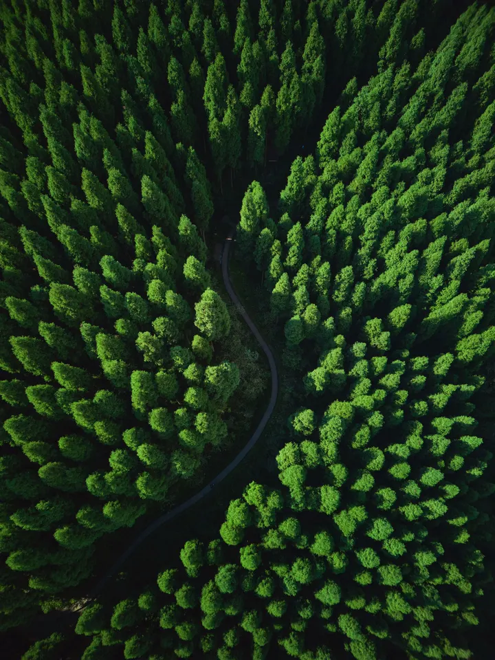 成都周边治愈系天然氧吧森林