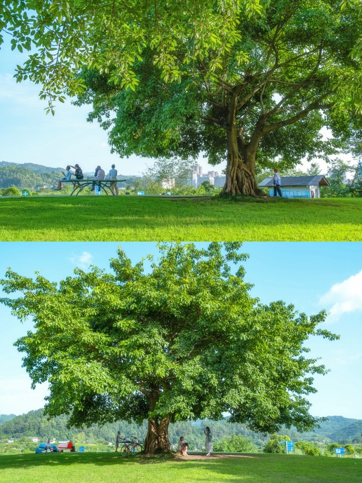 一颗治愈系大树🌳