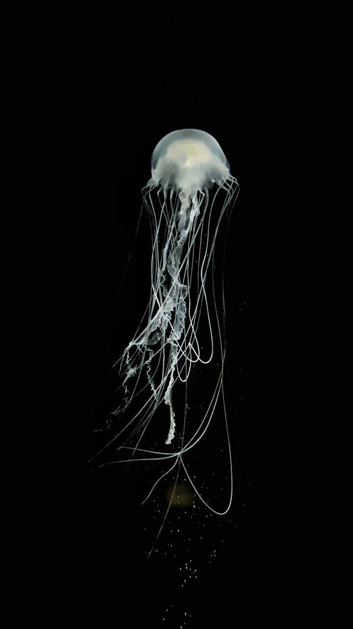 水母