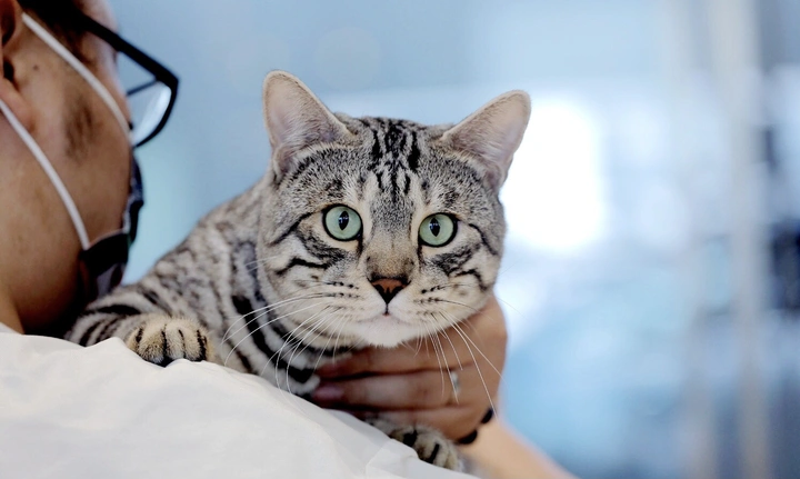 像豹子的猫