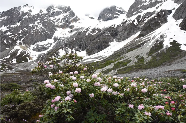 雪中的雪山杜鹃