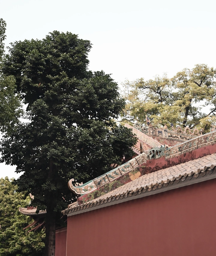 树与围墙