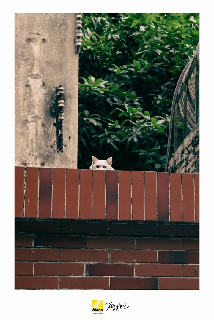 墙头猫咪