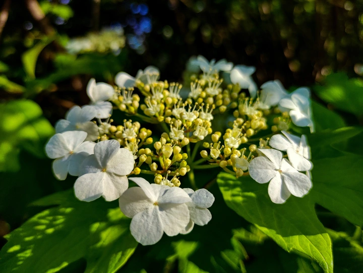 天幕琼花
