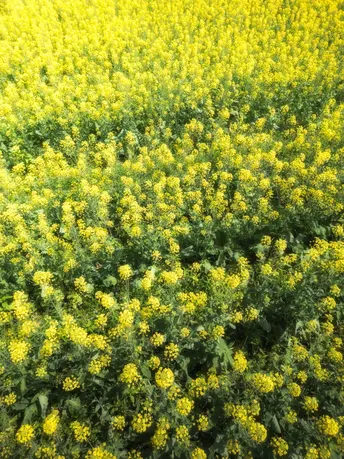 在福州 共赴一片莫奈笔下的油菜