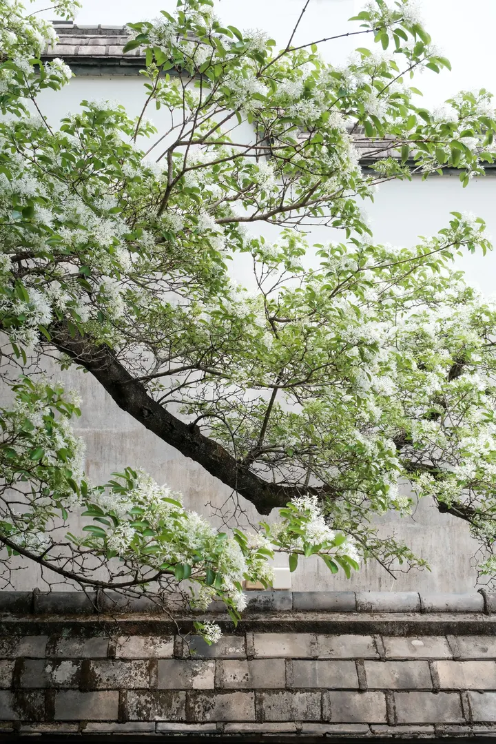 4月飞雪三坊七巷百年流苏盛开