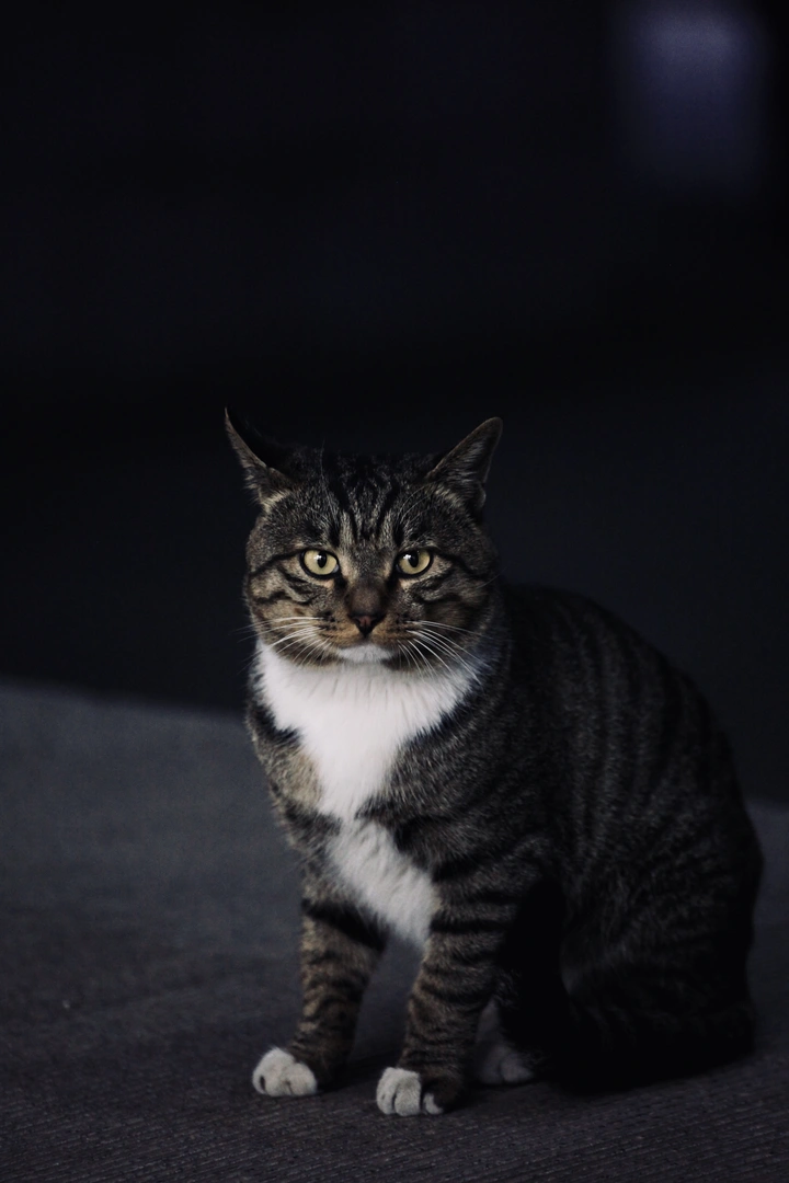 暗系黑猫