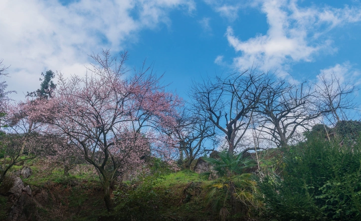 乌梅花儿遍山开