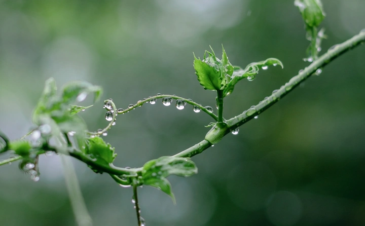 雨润物醒
