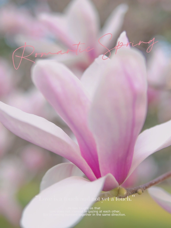给花拍一组写真