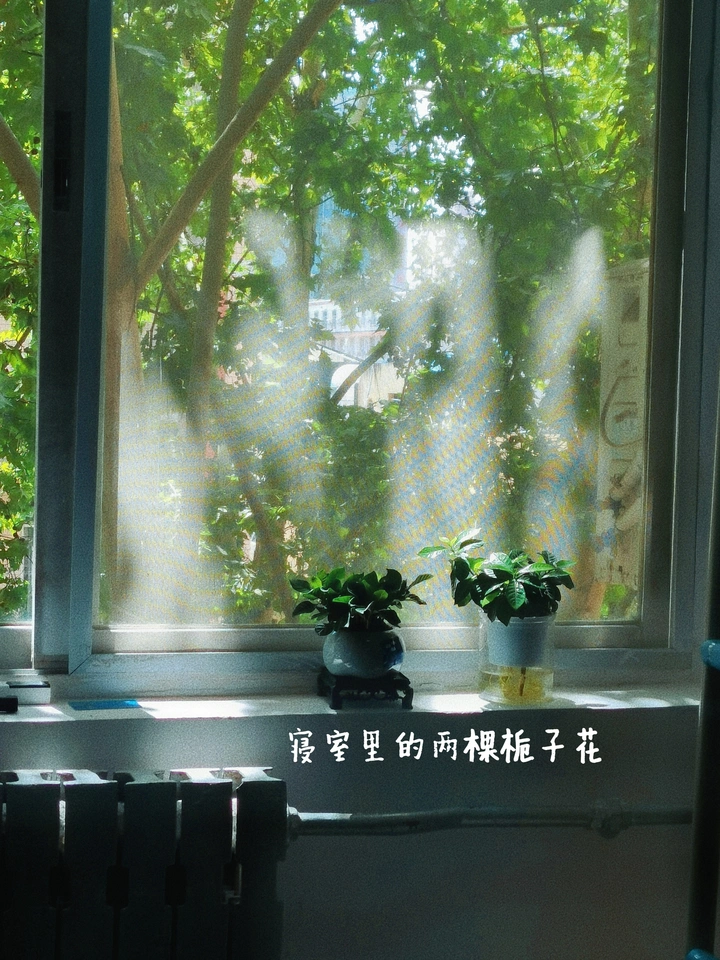 栀子花