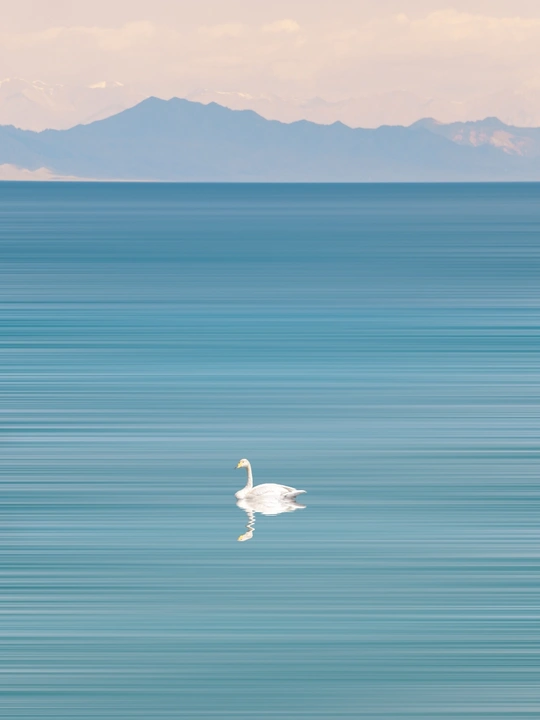 一片白色天鹅漂浮在一片蓝色海洋中的水体中央