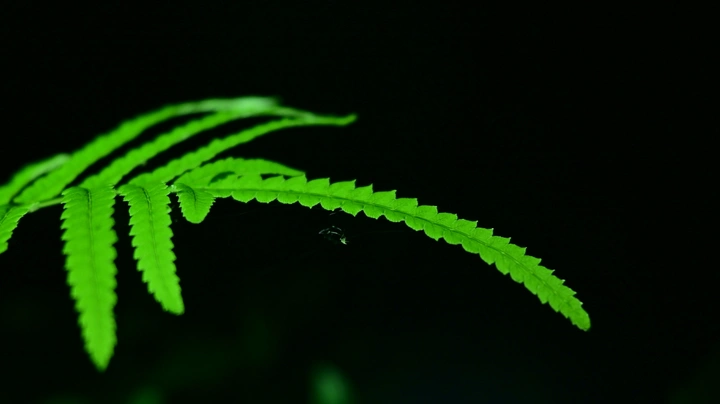 虫子太懒：东莞植物园